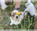 Small Photo #10 Shih Tzu Puppy For Sale in VENETA, OR, USA