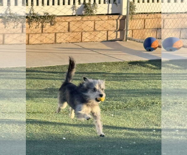 Medium Photo #7 Mutt Puppy For Sale in La Verne, CA, USA