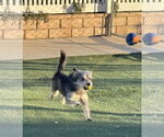 Small #6 Mutt