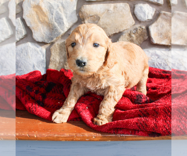 Medium Photo #2 Goldendoodle-Poodle (Standard) Mix Puppy For Sale in EAST EARL, PA, USA