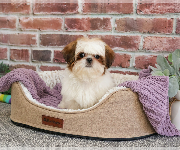 Medium Photo #7 Shih Tzu Puppy For Sale in SYRACUSE, IN, USA