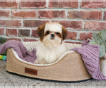 Small #6 Shih Tzu