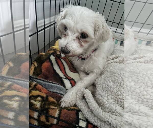 Medium Photo #7 Mutt Puppy For Sale in Orlando, FL, USA