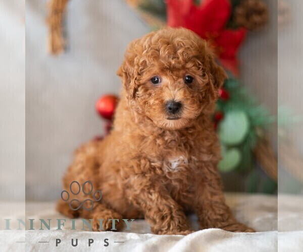 Medium Photo #3 Bichpoo Puppy For Sale in DORNSIFE, PA, USA