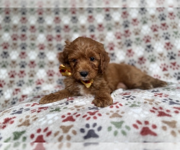 Medium Photo #3 Cockapoo (Miniature) Puppy For Sale in LAKELAND, FL, USA
