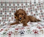 Small #2 Cockapoo (Miniature)