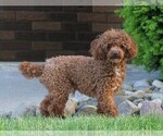 Small Photo #1 Poodle (Toy) Puppy For Sale in FREDERICKSBURG, OH, USA
