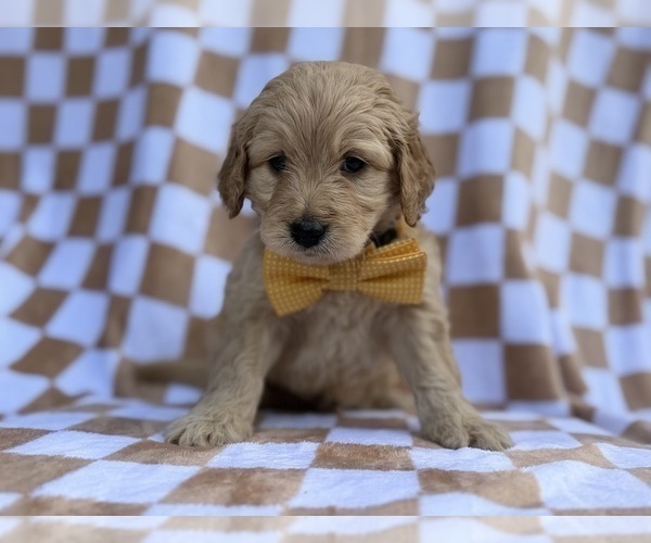 Medium Photo #8 Goldendoodle Puppy For Sale in LAKELAND, FL, USA