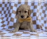 Small #7 Goldendoodle