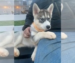 Small Photo #55 Siberian Husky Puppy For Sale in TRIMBLE, MO, USA
