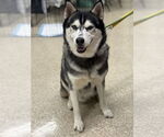 Small #33 Siberian Husky