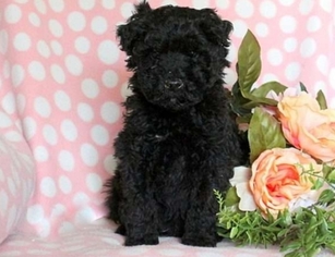Whoodle Puppy for sale in NANUET, NY, USA