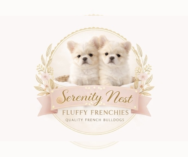 Medium Photo #1 French Bulldog Puppy For Sale in WOODBRIDGE, VA, USA