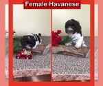 Puppy 3 Havanese