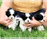 Small Photo #6 Zuchon Puppy For Sale in ORLAND PARK, IL, USA