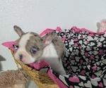Small #4 Faux Frenchbo Bulldog