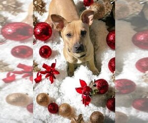 Labrador Retriever-Thai Ridgeback Mix Dogs for adoption in FRAMINGHAM, MA, USA