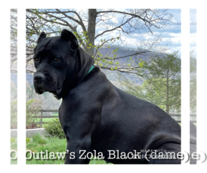 Mother of the Cane Corso puppies born on 01/01/2022