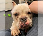 Small #8 American Bulldog-French Bulldog Mix