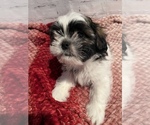 Small Photo #8 Shih Tzu Puppy For Sale in ROSEVILLE, OH, USA