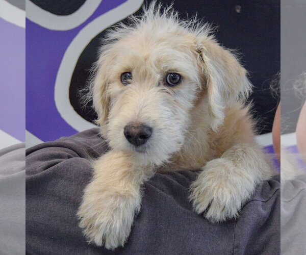 Medium Photo #6 Mutt Puppy For Sale in Huntley, IL, USA