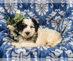 Small Photo #5 Bernedoodle (Miniature) Puppy For Sale in GLEN ROCK, PA, USA