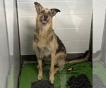 Small Photo #3 German Shepherd Dog Puppy For Sale in Glen Allen, VA, USA