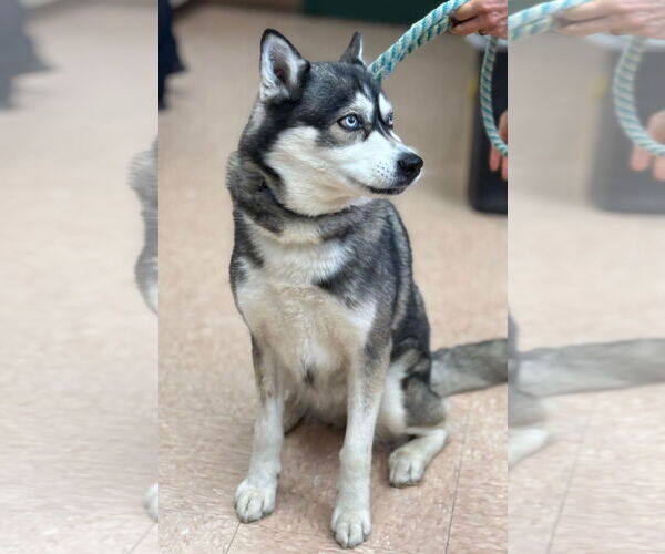 Medium Photo #1 - Mix Puppy For Sale in Batavia, NY, USA