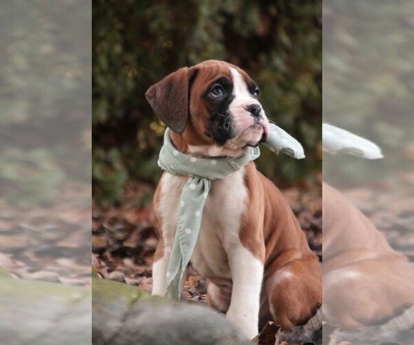 Medium Photo #4 Boxer Puppy For Sale in SHIPSHEWANA, IN, USA