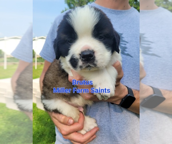 Medium Photo #1 Saint Bernard Puppy For Sale in BETHEL, MO, USA