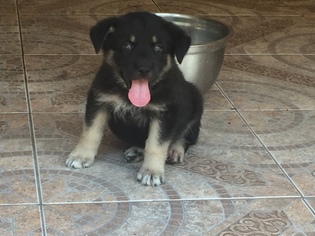 View Ad: Shepherd-German Shepherd Dog Mix Puppy for Sale near Florida, HUDSON, USA. ADN-78289