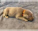 Small Photo #2 Labrador Retriever Puppy For Sale in CASSATT, SC, USA