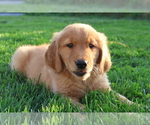 Roxy - Female Golden Retriever Puppy for Sale - Small photo
