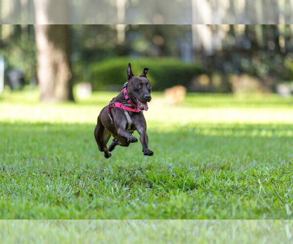 Medium Photo #4 Mutt Puppy For Sale in  Gainesville, FL, USA
