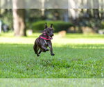 Small #3 Mutt