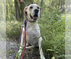 Penny - Female Labrador Retriever-Unknown Mix Dog for Adoption - Photo #15