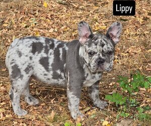 French Bulldog Puppy for sale in SPRINGFIELD, OR, USA