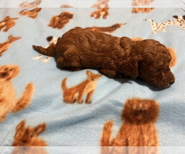 Medium Photo #4 Poodle (Toy) Puppy For Sale in RANCHO CUCAMONGA, CA, USA