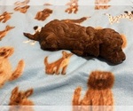 Small Photo #13 Poodle (Toy) Puppy For Sale in RANCHO CUCAMONGA, CA, USA