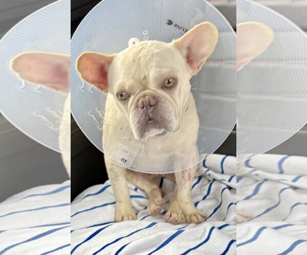 Medium Photo #3 French Bulldog Puppy For Sale in Boca Raton, FL, USA