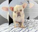 Small #2 French Bulldog