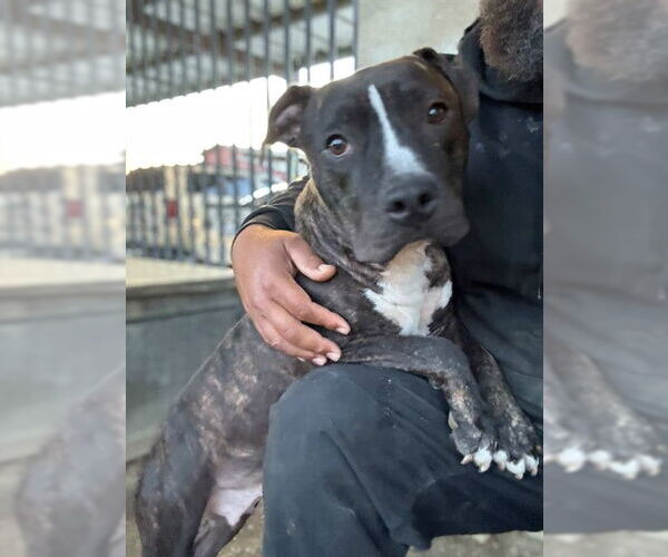 Medium Photo #2 Mutt Puppy For Sale in Riverside, CA, USA