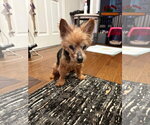 Small Mutt