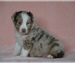 Small Photo #2 Australian Shepherd Puppy For Sale in FREDERICKSBG, OH, USA
