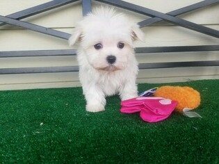 Maltese Puppy for sale in SANTA CLARITA, CA, USA