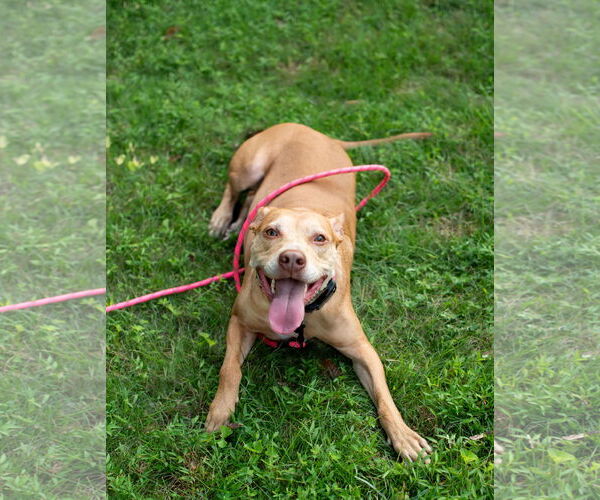 Medium Photo #9 American Staffordshire Terrier-Vizsla Mix Puppy For Sale in Arlington, VA, USA