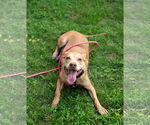 Small #8 American Staffordshire Terrier-Vizsla Mix