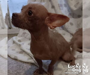 Chihuahua-Unknown Mix Dogs for adoption in Washington, DC, USA