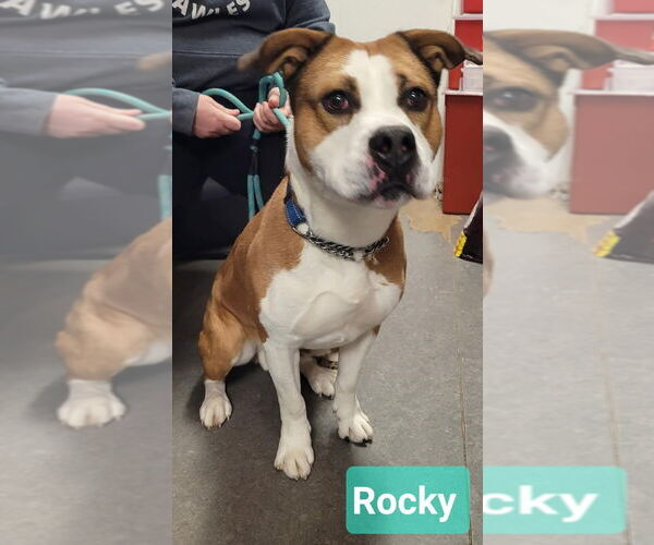 Medium Photo #2 Boxer-Unknown Mix Puppy For Sale in Richmond, IN, USA