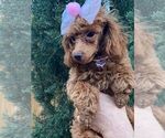 Small Photo #13 Poodle (Toy) Puppy For Sale in PALO ALTO, CA, USA